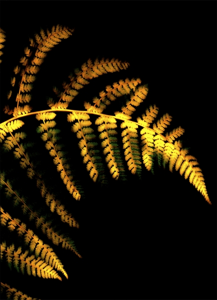 Photograph Christopher Becker Fern on One Eyeland